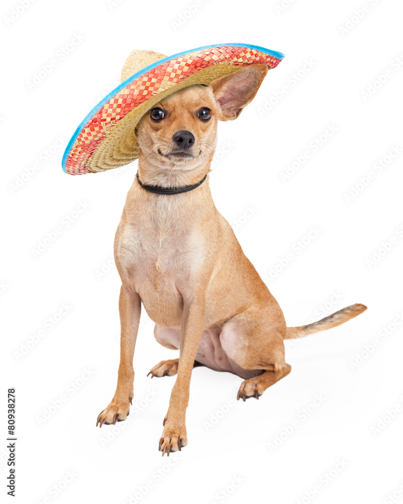 Cute Chihuahua Dog Wearing Mexican Sombrero Stock Photo Adobe Stock