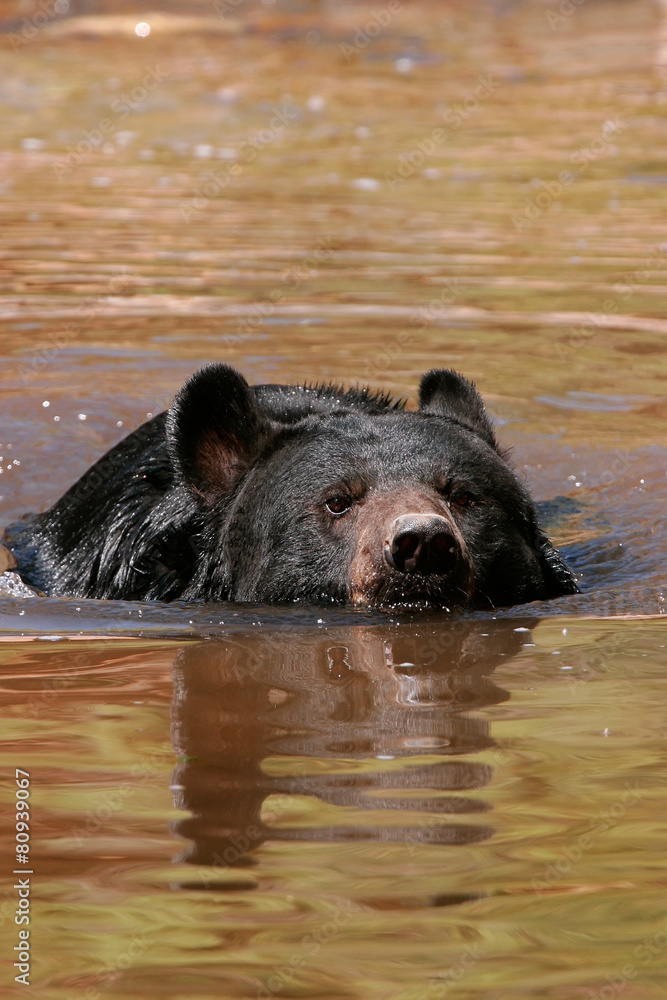American black bear swimming in the water American black bear swimming in the water