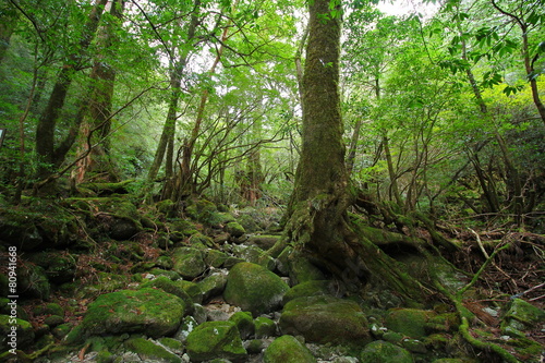 屋久島 白谷雲水峡