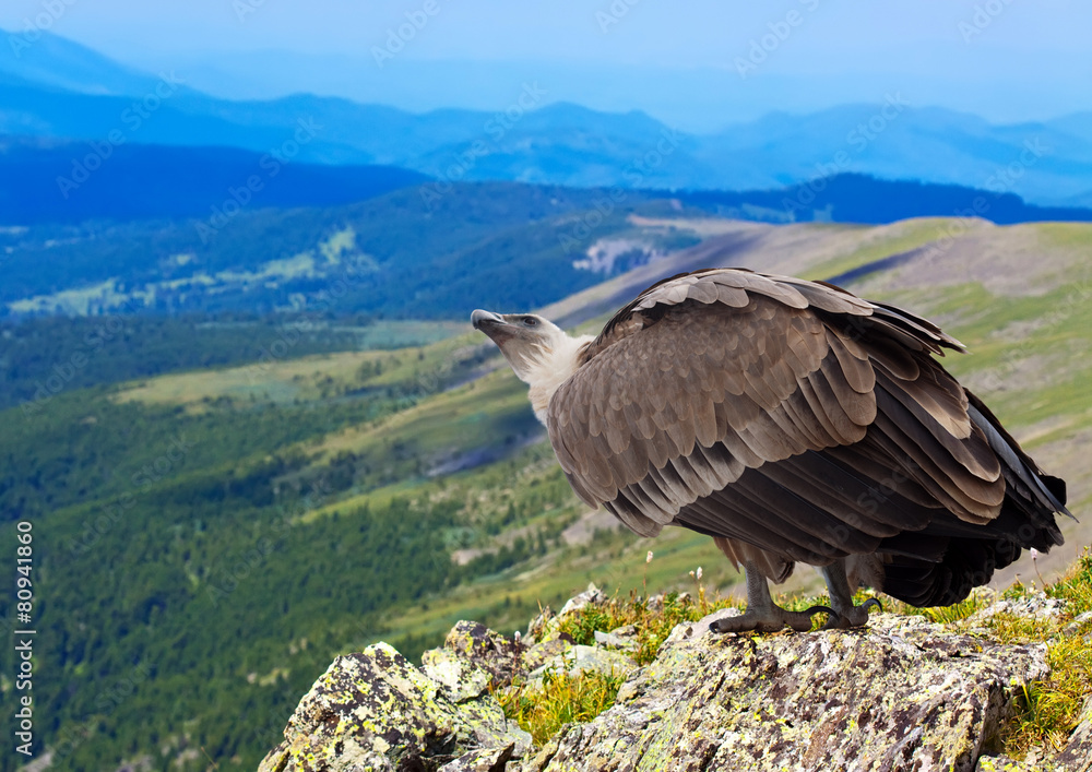 Fototapeta premium Griffon in wildness area