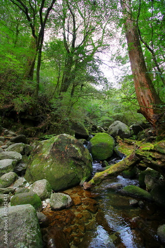 屋久島　白谷雲水峡