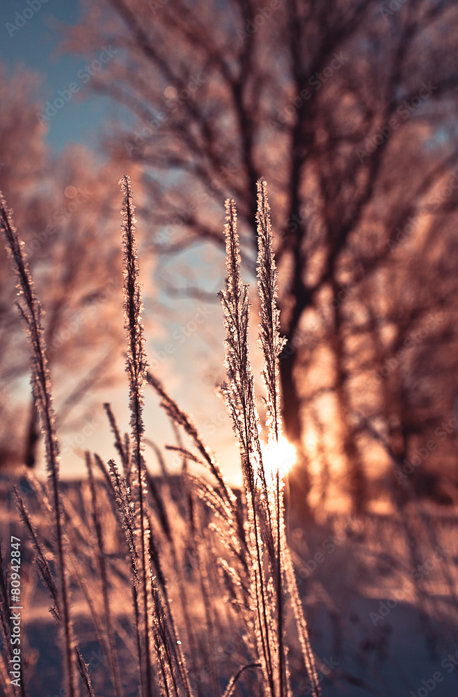 The dry grass in frost The dry grass in frost