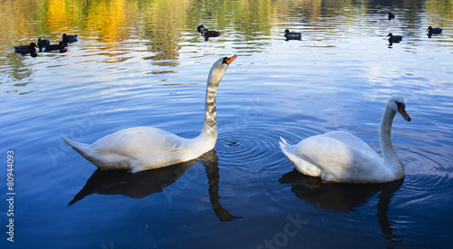 Gracefull swans floating on water