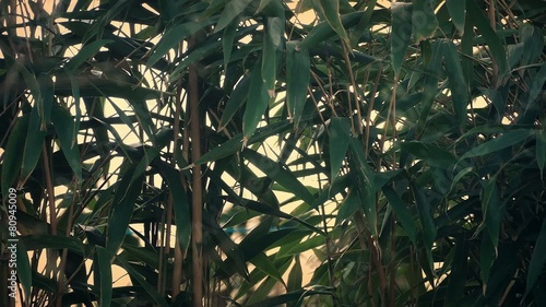 Wallpaper Mural Bamboo Plants In The Wind Torontodigital.ca