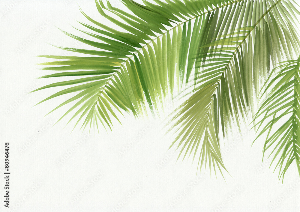 Palm leaves isolated