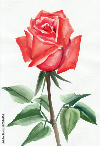 Red rose watercolor painting