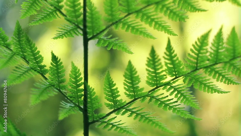Ferns In Summer Close Up Ferns In Summer Close Up
