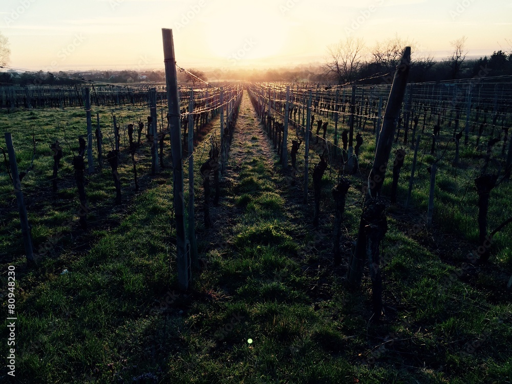Obraz premium vignes au lever du jour