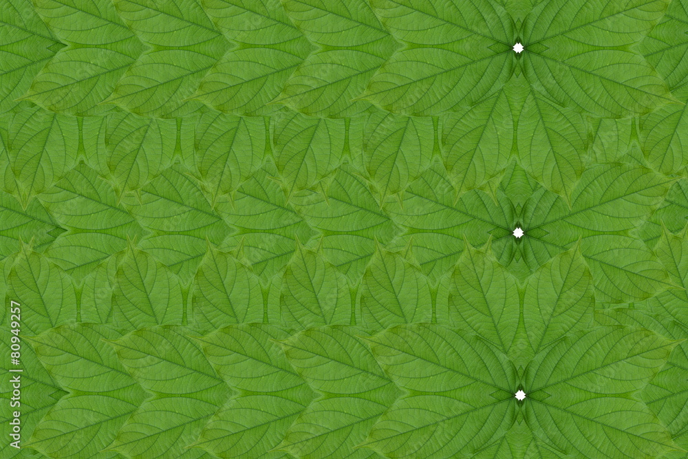 Fototapeta premium Idea form leaf.(Pattern for wallpaper concept)