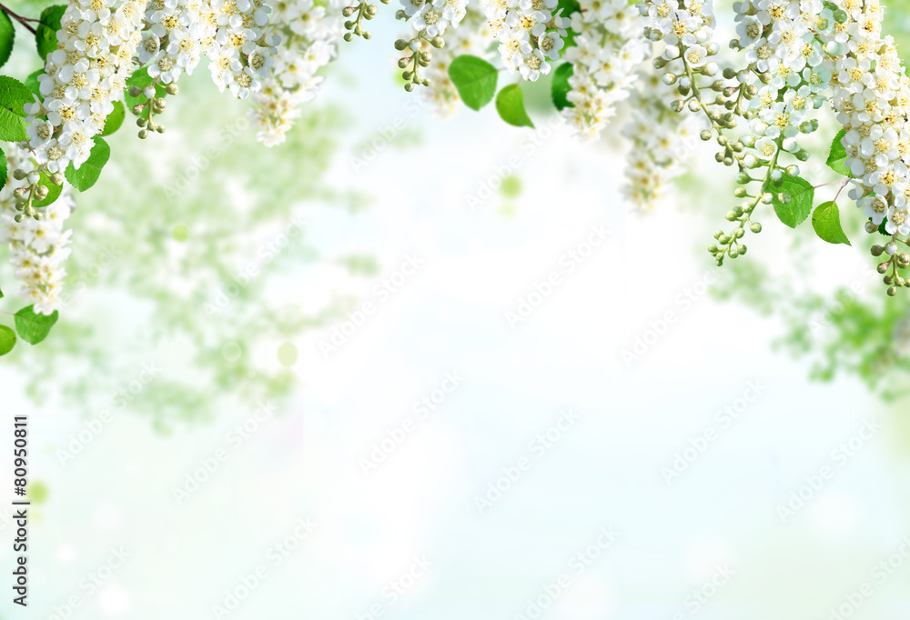 spring background spring background