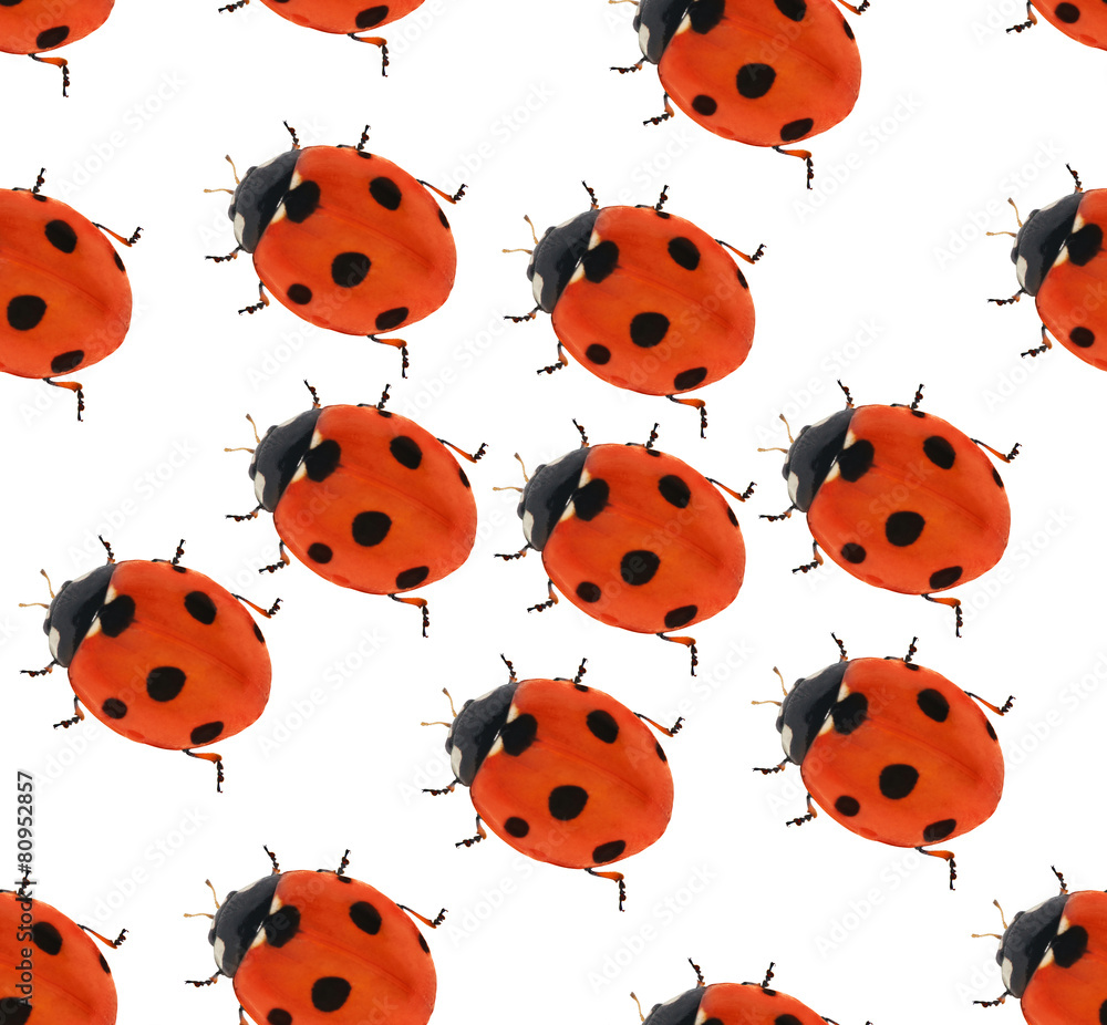 Fototapeta premium seven ponts ladybug seamlesse background