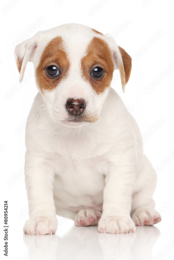 Jack Russell terrier pon white background Jack Russell terrier pon white background