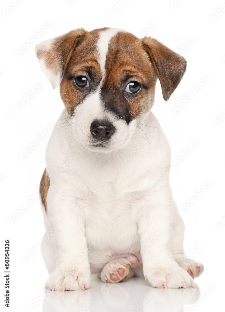Jack Russell terrier in front of white background