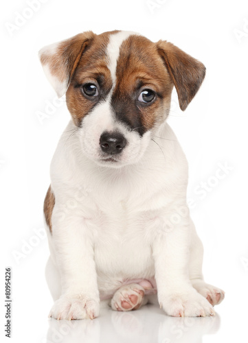 Jack Russell terrier in front of white background © jagodka