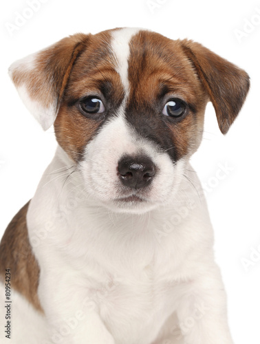Jack Russell terrier puppy © jagodka