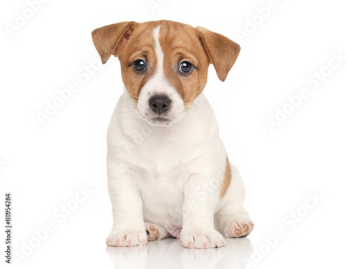 Jack Russell terrier on white background