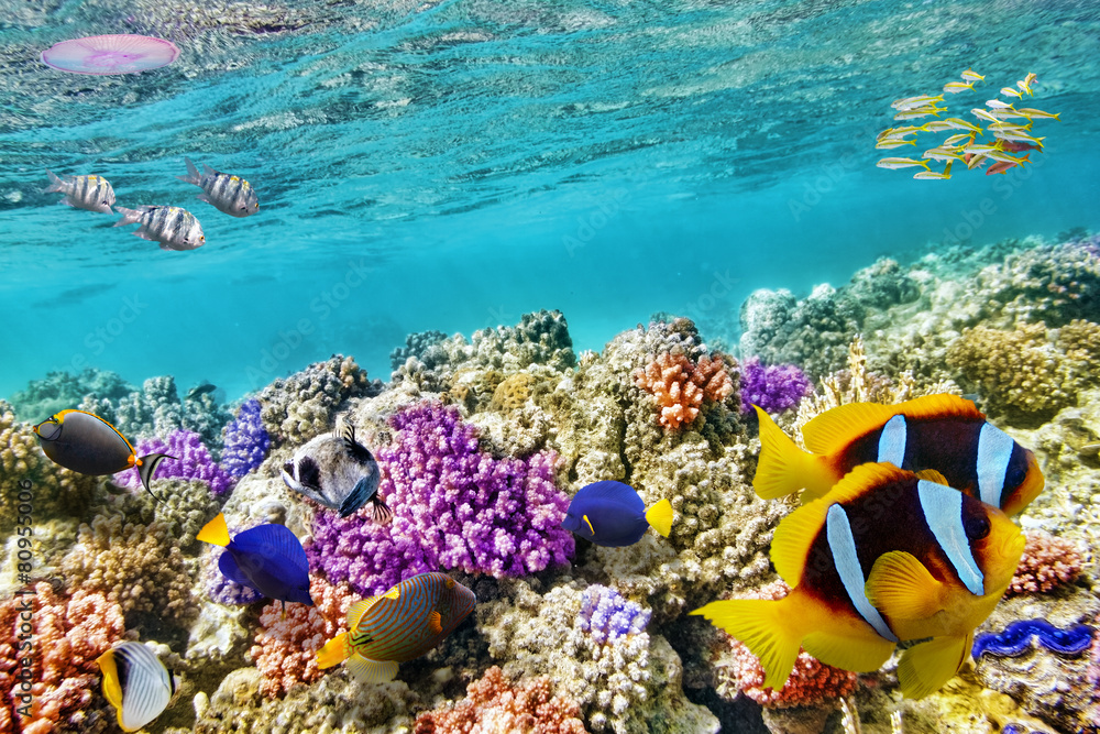 Obraz premium Underwater world with corals and tropical fish.