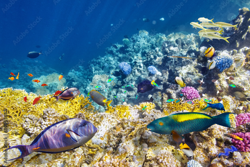 Fototapeta premium Underwater world with corals and tropical fish.