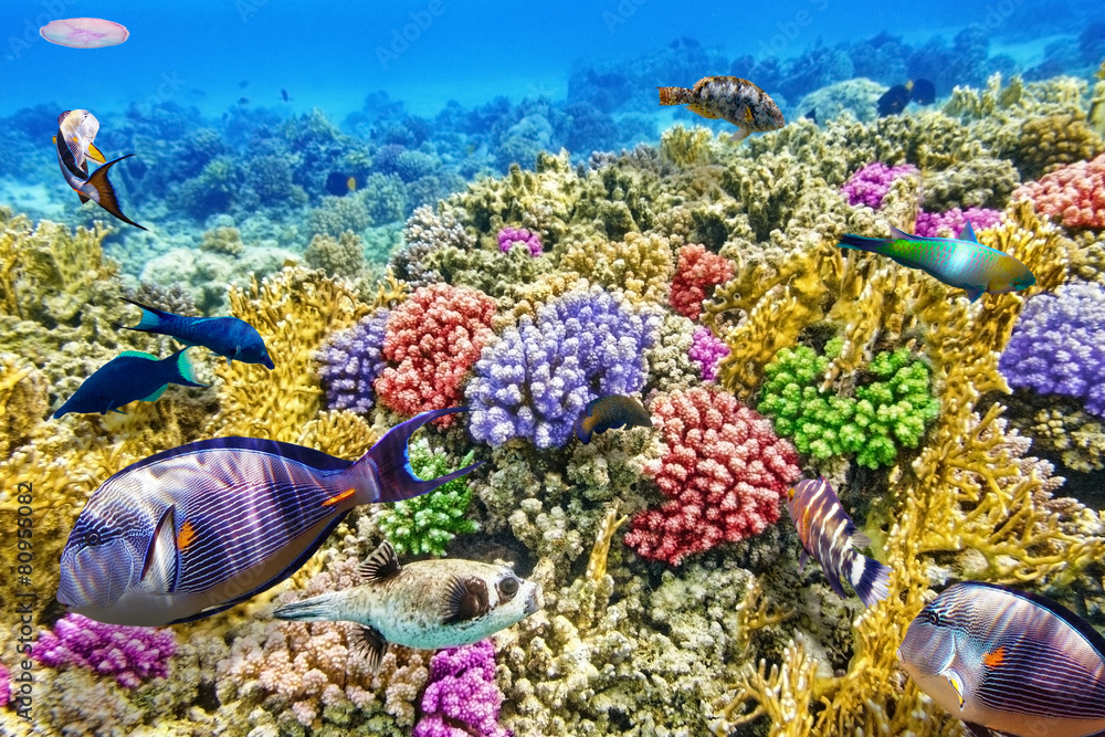 Obraz premium Underwater world with corals and tropical fish.