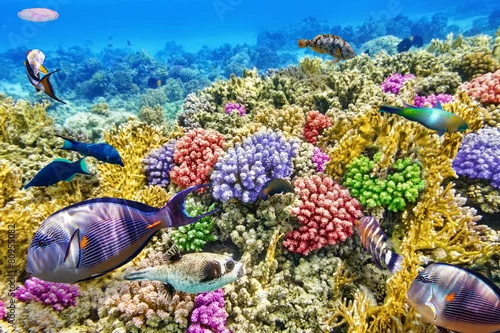 Obraz Podwodny świat z koralowcami i tropikalnymi rybami.