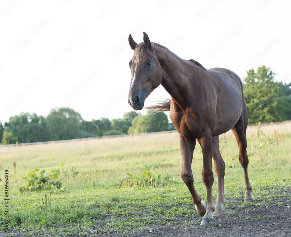 Fototapeta premium Koń