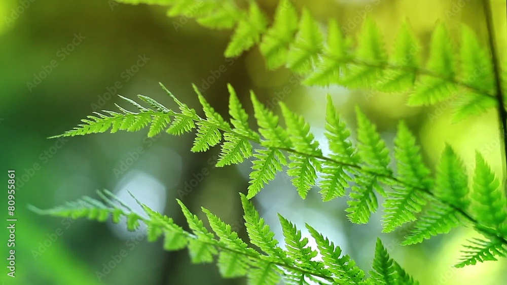 Sunny Ferns Closeup LoopSunny Ferns Closeup Loop. Sunny Ferns Closeup LoopSunny Ferns Closeup Loop.