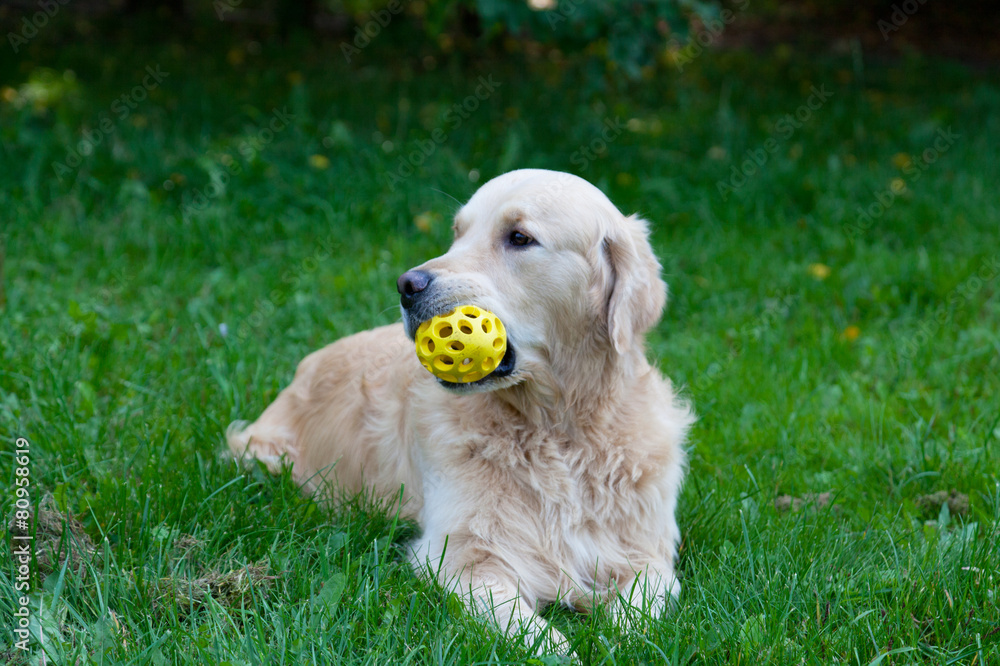 dog a golden retriever with a toy  lies on a green grass