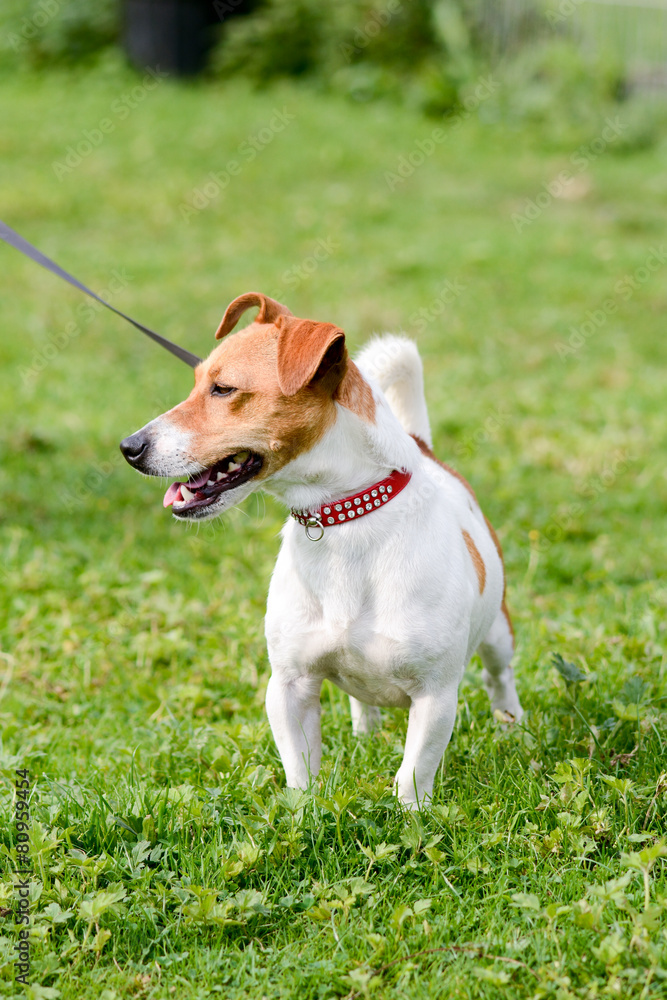 Jack Russell dog in park