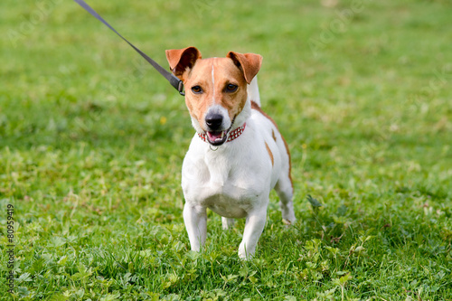Jack Russell dog in park