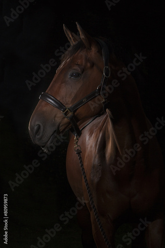 Obraz na płótnie Horse - Equus ferns caballus