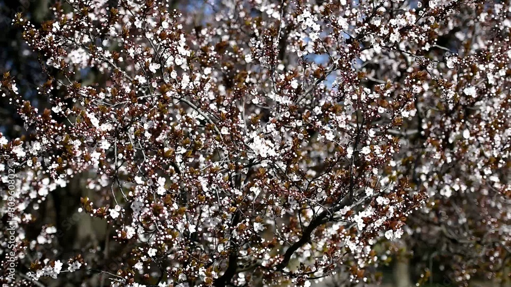 Apple Tree Spring Flowers Blossom Apple Tree Spring Flowers Blossom