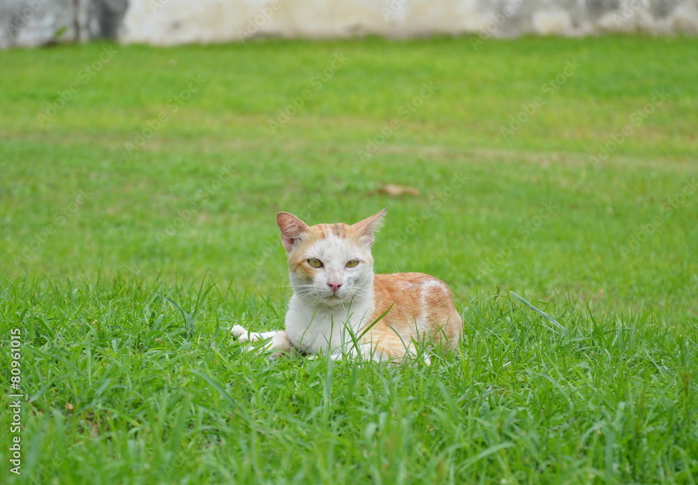 cat on grass field