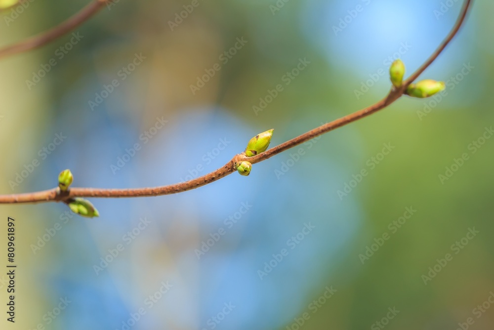 Newly unfolding buds in early spring season on branch Newly unfolding buds in early spring season on branch