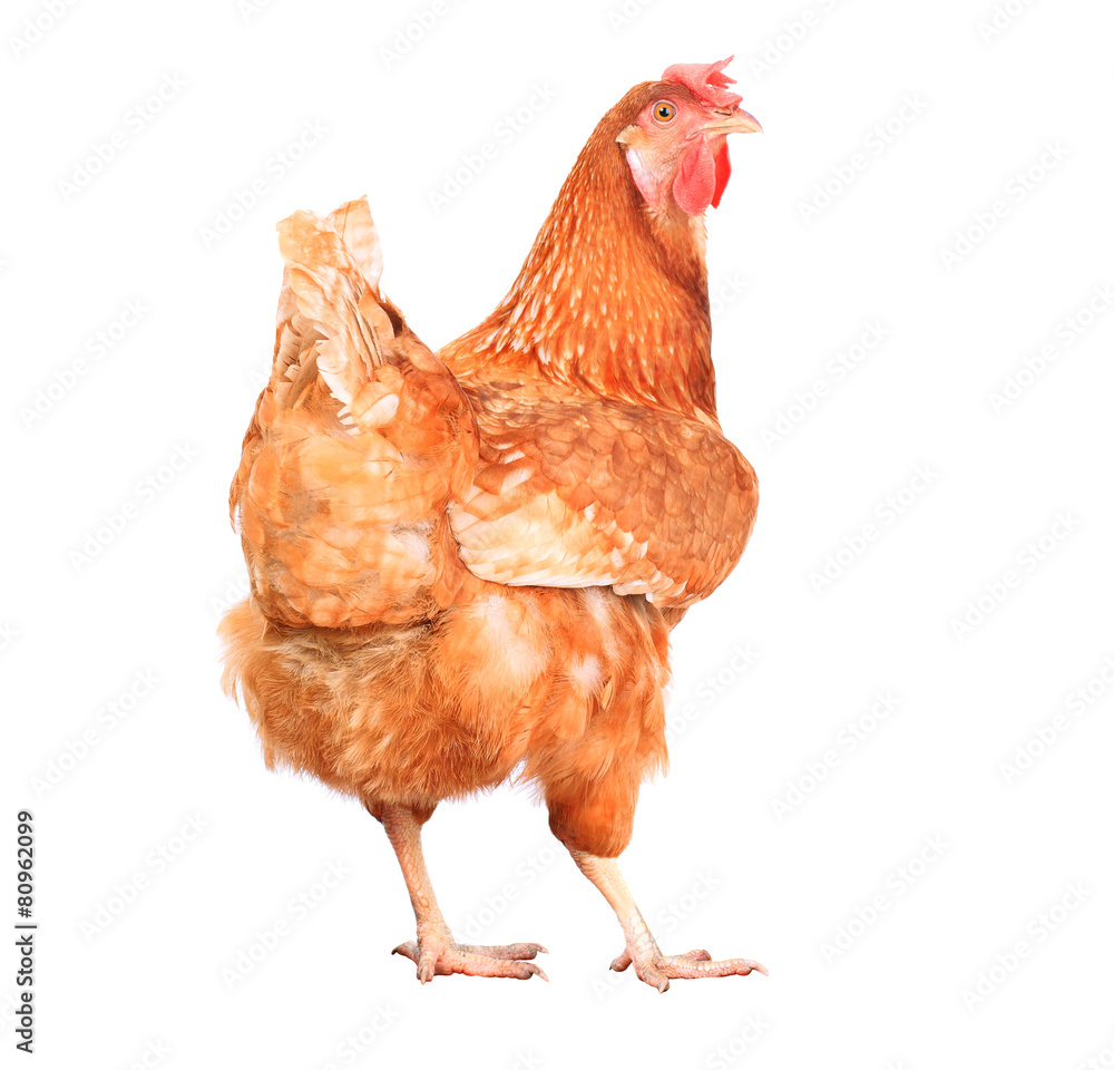 Fototapeta premium całe ciało brązowego kurczaka kura stojąca na białym tle biały deseń