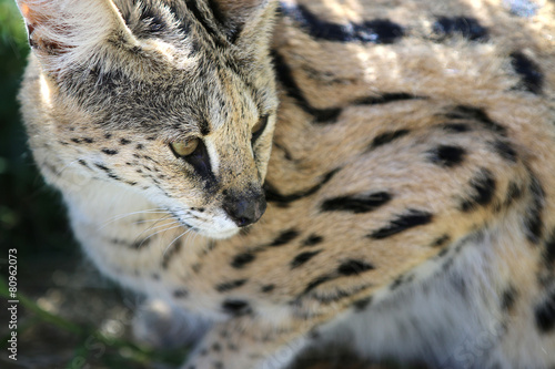 Serval (Leptailurus serval) © Benshot