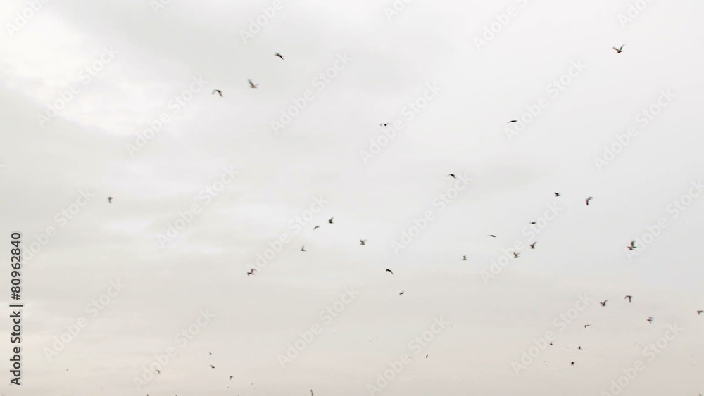 Flock of Birds Flying High In The Sky Flock of Birds Flying High In The Sky