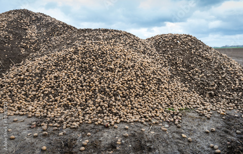 Heap of redundant potatoes on a field edge