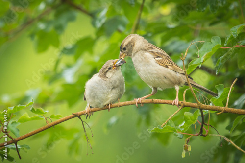 House sparrow feeding in the wild