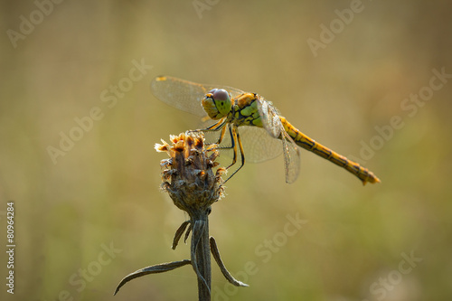Common Darter side view