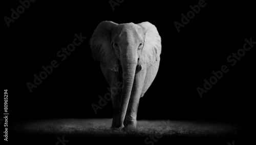 Elephant  with dark background