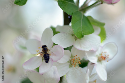 Apfelblüte mit Biene