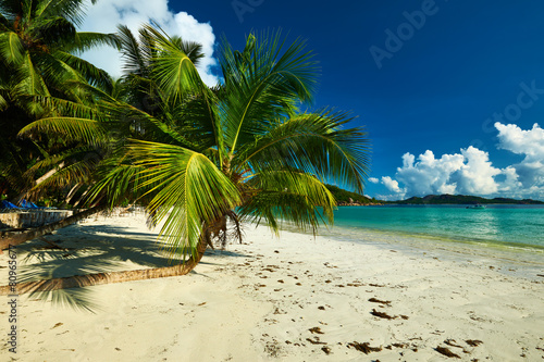 Beautiful beach with palm tree at Seychelles