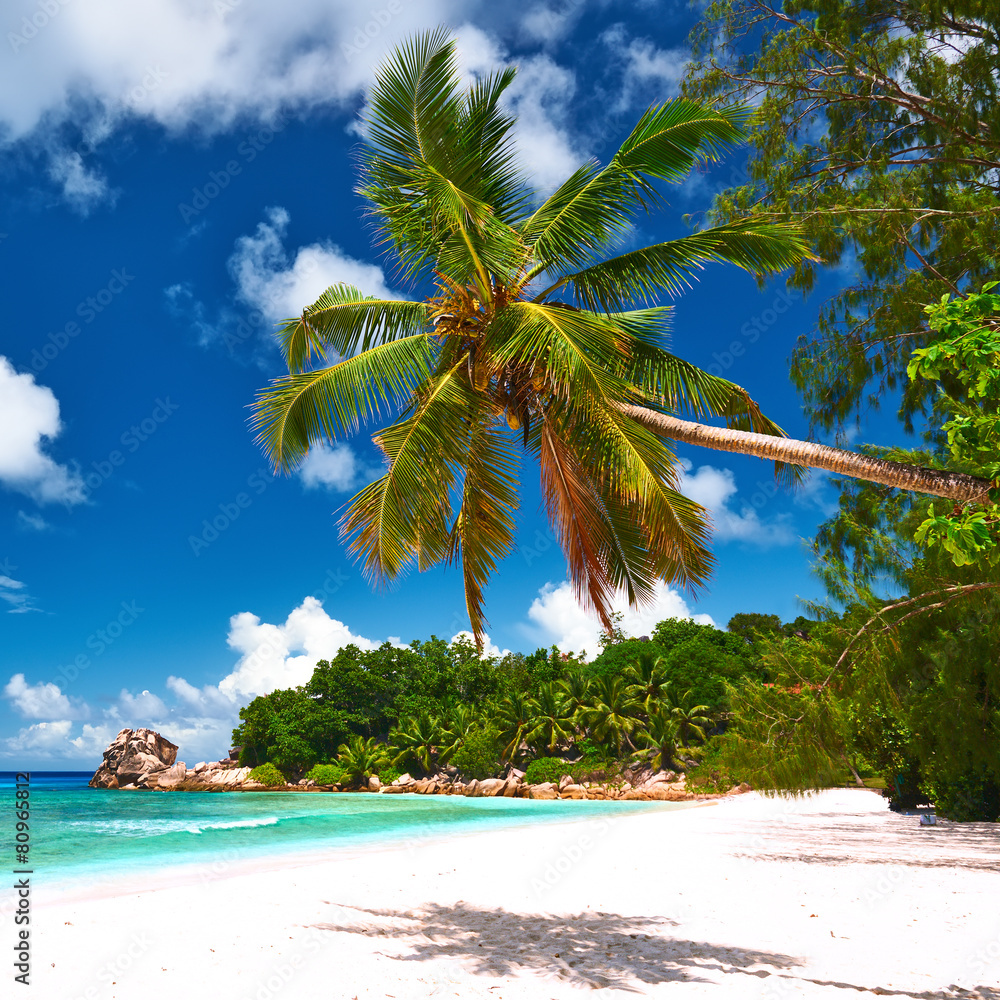 Beautiful beach with palm tree at Seychelles - obrazy, fototapety, plakaty 