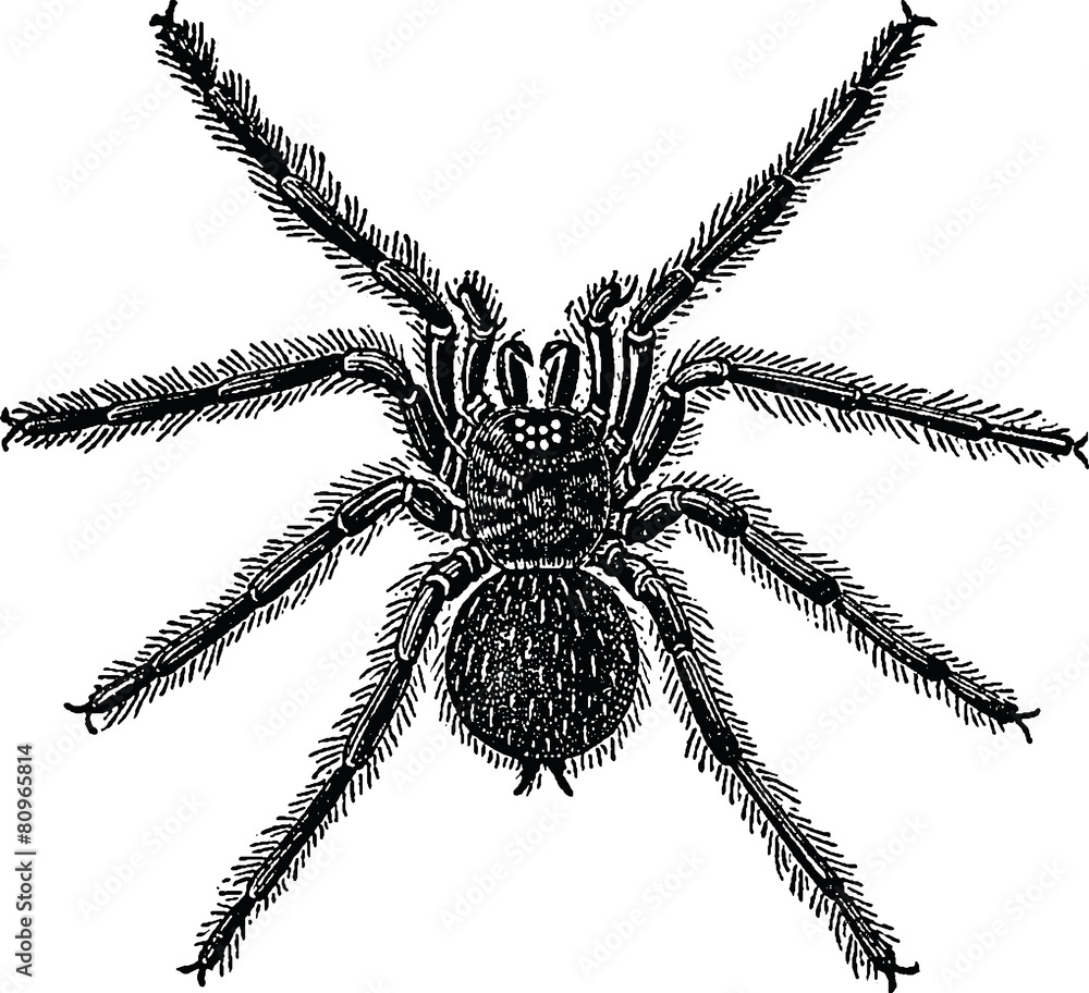 Obraz premium Vintage graphic spider