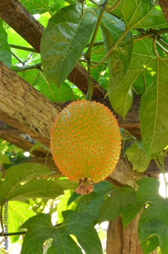 Baby Jackfruit Spiny Bitter Gourd photo