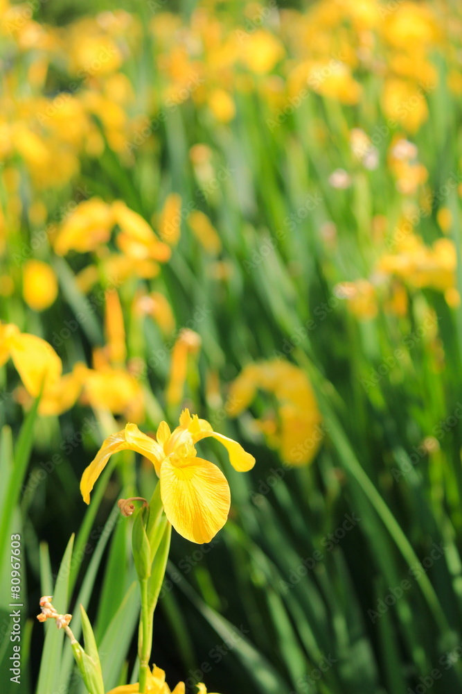 Obraz premium 舎人公園の菖蒲
