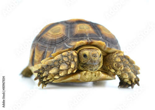 turtle isolated on white background