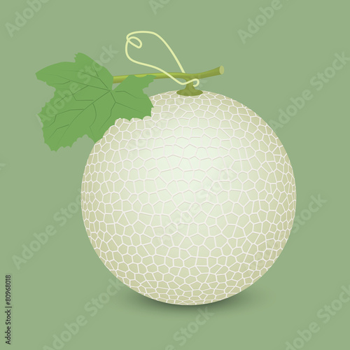 melon vector design