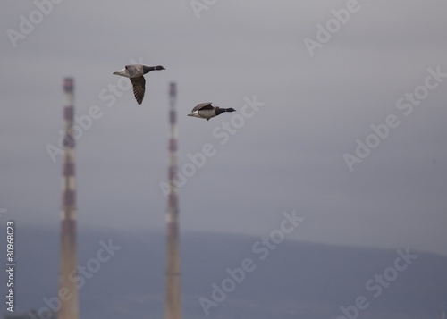Brent Geese in flight with Poolbeg lighthouse in background