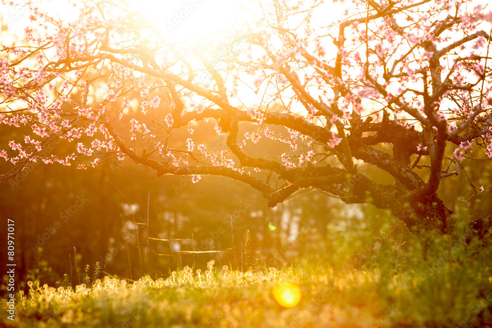 Fototapeta premium peach blossom,green grass with sunshine